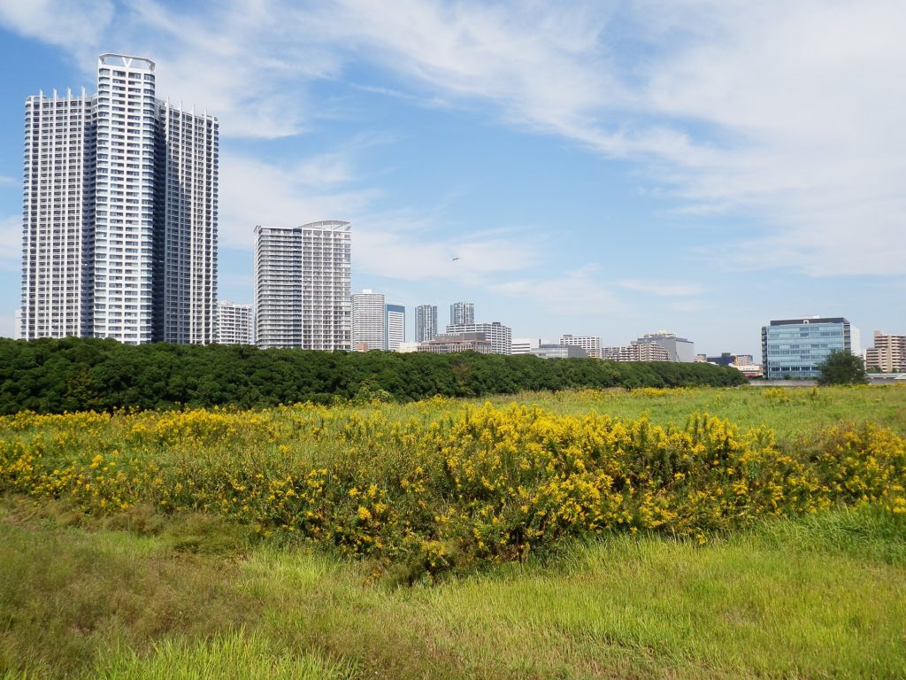 undeveloped land