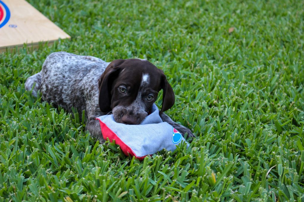 emotional support puppy