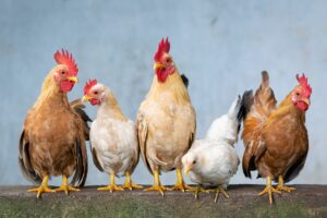 Emotional Support Chickens