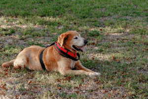 Emotional Support Animal in a HOA