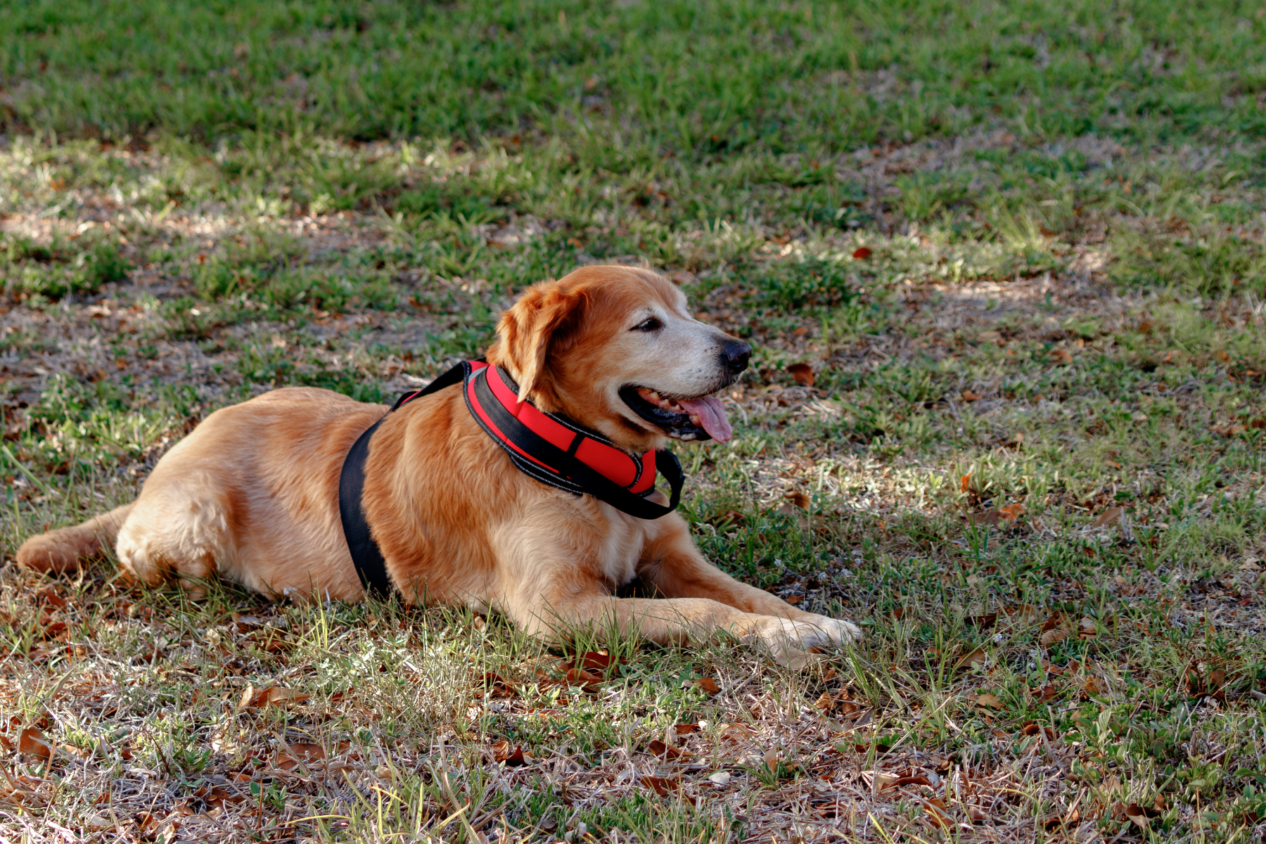 Emotional Support Animal in a HOA